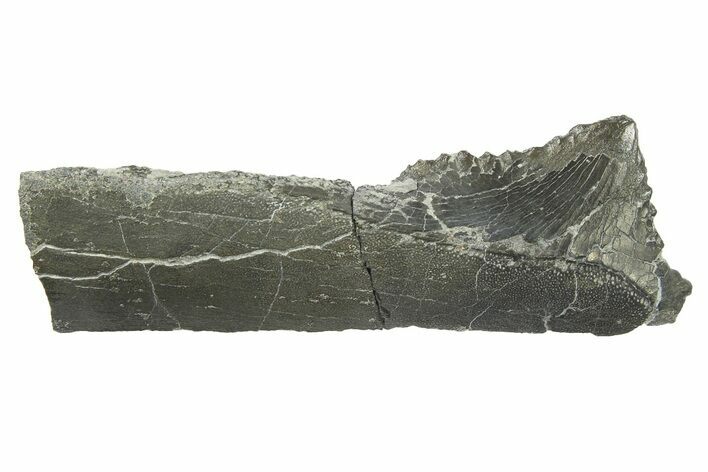 Bizarre Shark (Edestus) Jaw Section with Tooth - Carboniferous #269658